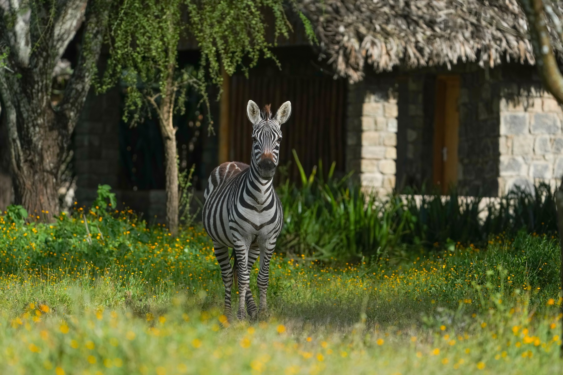 Ndutu Safari Lodge
